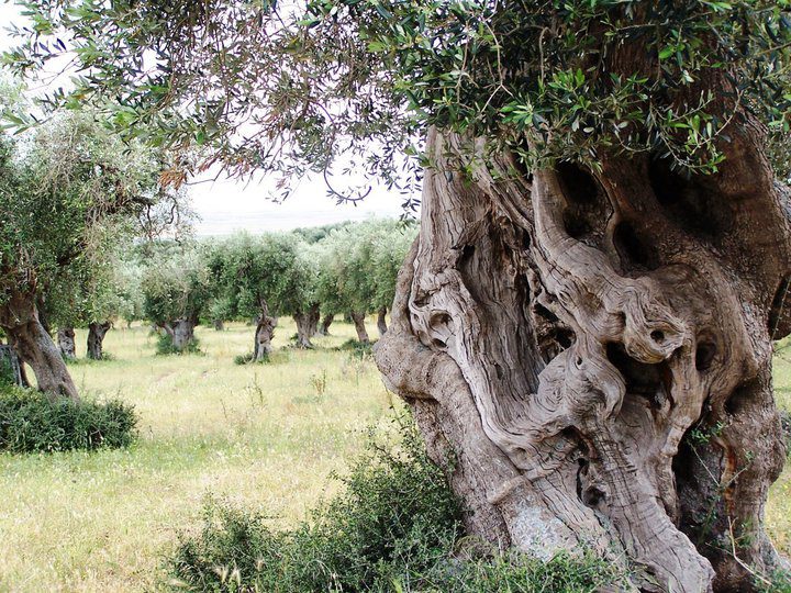 Clemente olivový háj